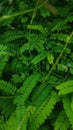 small and beautiful tamarind tree leaves Royalty Free Stock Photo