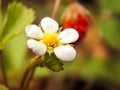 A small beautiful tender defenseless flower of strawberry grows in natural conditions on a sunny day.
