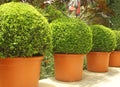 Small beautiful trees in pots
