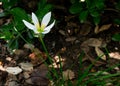 Small beautiful white flowers on meadow close up Royalty Free Stock Photo