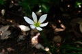 Small beautiful white flowers on meadow close up Royalty Free Stock Photo