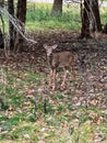 Beautiful whitetail deer in Wisconsin nature center Royalty Free Stock Photo