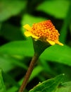 Small and beautiful yellow flower