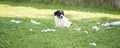 Small cute baby Jack Russell Terrier puppy 5 weeks old. Play and leave a mess on the meadow in the garden Royalty Free Stock Photo