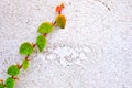 Small beauty leaves climber on white cement wall background