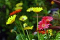 Beautiful colourful selection of a bed of brightly coloured Gerbera Flowers in full bloom