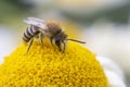 Small Bee on Anthemis tinctoria Ã¢â¬ËE.C.Buxton Royalty Free Stock Photo