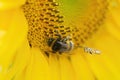 Small Bee Attacking Humble bee At Amsterdam The Netherlands 20-7-2022 Royalty Free Stock Photo