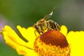 A small bee collect nectar on the yellow flower Royalty Free Stock Photo