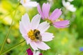 A small bee collects pollen from a cosmos flower. bee sits on a flower Royalty Free Stock Photo