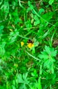 Little bee pollinates a yellow flower. Royalty Free Stock Photo