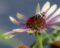A small bee covered in pollen rests on a coneflower in Ontario Royalty Free Stock Photo