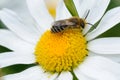 Small bee on a daisy blossom