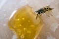 Small Bee eating liquid honey dripping