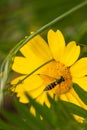 Small bee extracting pollen from a yellow plant, known as Leucanthemum vulgare, Viseu