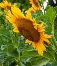 A small bee flies to a large sunflower for nectar.Blurred background. Royalty Free Stock Photo