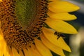 a small bee flies to a sunflower to eat sweet nectar Royalty Free Stock Photo