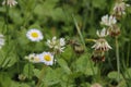 Small Bee flying on flower in garden to feed Royalty Free Stock Photo