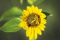 Small Bee Gathering Pollen on a Small Sunflower Royalty Free Stock Photo