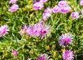 A small bee harvesting honey on wild flowers Royalty Free Stock Photo