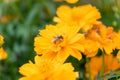 Small bee holding pollinate flower Royalty Free Stock Photo