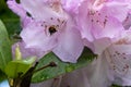 a small bee in a large pink flower Royalty Free Stock Photo