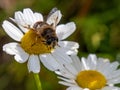 small bee-like fly sits on a white daisy flower on a summer day. Insect on a flower close-up. Hover flies, also called flower Royalty Free Stock Photo