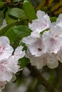 small bee in pink bunch of rhododendron flowers Royalty Free Stock Photo