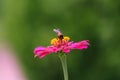 A small bee on pink flower Royalty Free Stock Photo