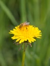 Small bee pollinates a yellow flower Royalty Free Stock Photo