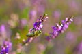 Small bee pollinating pink heather erica Royalty Free Stock Photo