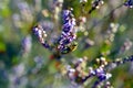 Small bee pollinating pink heather erica Royalty Free Stock Photo