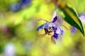 Small bee pollinating pink heather erica Royalty Free Stock Photo