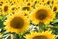 A small bee settles in a sunflower field Royalty Free Stock Photo