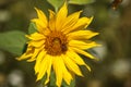 A small bee on a sunflower flower Royalty Free Stock Photo