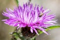 Small Bee in Swamp Thistle.