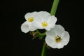 A small bee on a white wild flower Royalty Free Stock Photo