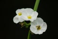 A small bee on a white wild flower Royalty Free Stock Photo