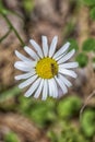 Small Bee On a wild Daisy Royalty Free Stock Photo