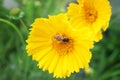 Small bee on yellow coreopsis flower Royalty Free Stock Photo