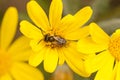 Small bee on yellow daisy Royalty Free Stock Photo