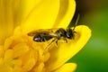 Small bee on yellow flower collect spring pollen Royalty Free Stock Photo