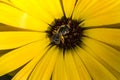 Small bee on a yellow flower Royalty Free Stock Photo