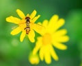 Small Bee on Yellow Flower Macro Royalty Free Stock Photo