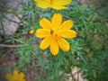 Small Bee On The Yellow Flower