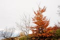 Small beerch tree with red leaves in autumn mountains. Royalty Free Stock Photo
