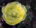 Small bees and ant on beautiful yellow cactus flower Royalty Free Stock Photo