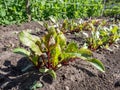 Small beet (Beta vulgaris) plant seedlings growing in a vegetable bed with green and red veined leaves