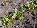 Small beet (Beta vulgaris) plant seedlings growing in a vegetable bed with green and red veined leaves
