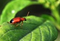 Small beetle